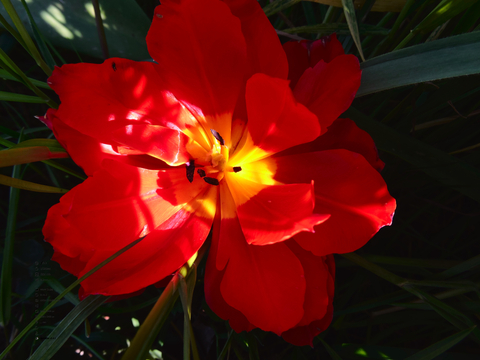 Nature Photography